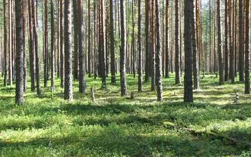 Земельный участок на Рублёвке Земельный участок на Рублёвке