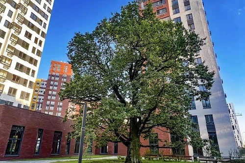 В ЖК «Прокшино» ввели дом возле столетнего дуба