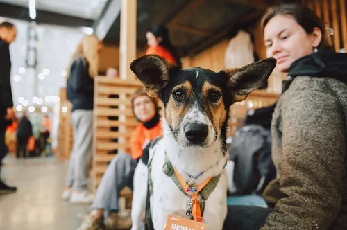 естиваль животных в парке «Событие»