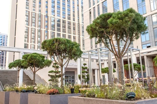 В ЖК «Дефанс» высадили сосны в стиле ниваки